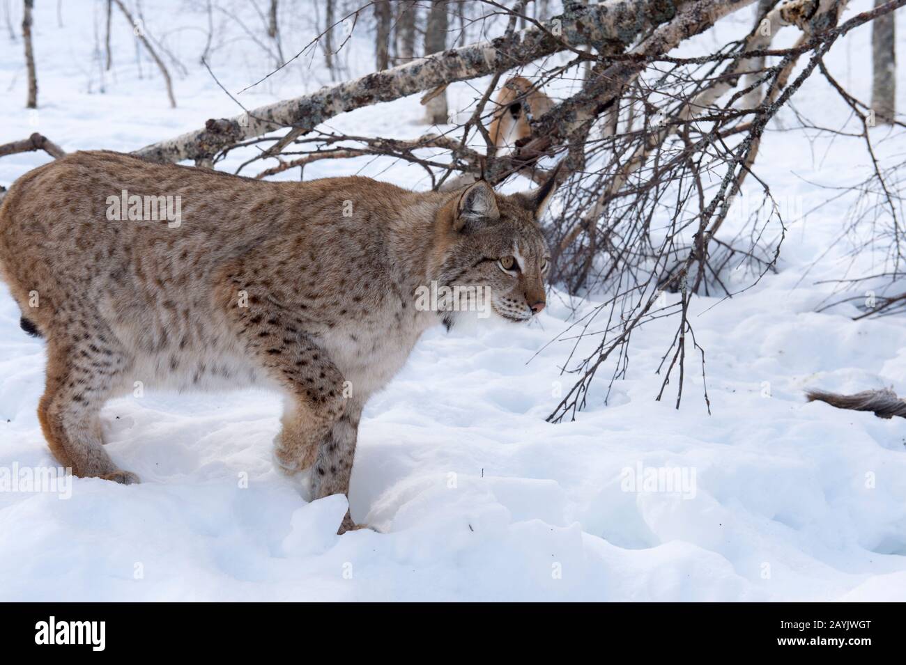 Un lynx eurasien (Lynx lynx) marche dans la neige dans un parc animalier du nord de la Norvège. Banque D'Images Un lynx eurasien (Lynx lynx) marche dans la neige dans un parc animalier du nord de la Norvège. Banque D'Images