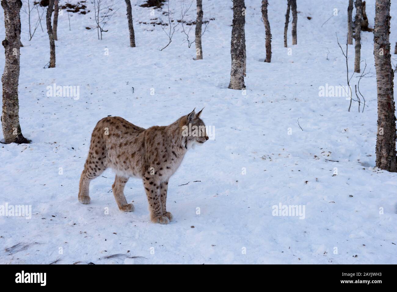 Un lynx eurasien (Lynx lynx) marche dans la neige dans un parc animalier du nord de la Norvège. Banque D'Images Un lynx eurasien (Lynx lynx) marche dans la neige dans un parc animalier du nord de la Norvège. Banque D'Images