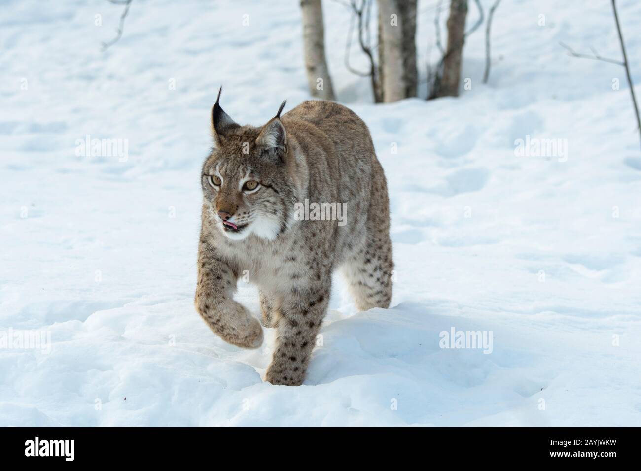 Un lynx eurasien (Lynx lynx) marche dans la neige dans un parc animalier du nord de la Norvège. Banque D'Images Un lynx eurasien (Lynx lynx) marche dans la neige dans un parc animalier du nord de la Norvège. Banque D'Images
