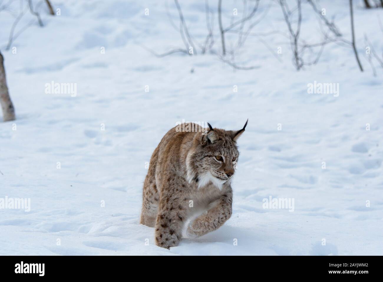 Un lynx eurasien (Lynx lynx) marche dans la neige dans un parc animalier du nord de la Norvège. Banque D'Images Un lynx eurasien (Lynx lynx) marche dans la neige dans un parc animalier du nord de la Norvège. Banque D'Images