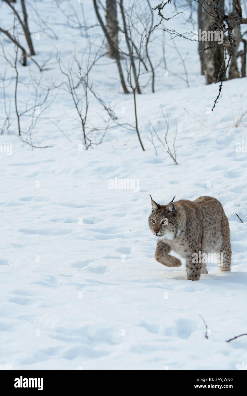 Un lynx eurasien (Lynx lynx) marche dans la neige dans un parc animalier du nord de la Norvège. Banque D'Images Un lynx eurasien (Lynx lynx) marche dans la neige dans un parc animalier du nord de la Norvège. Banque D'Images