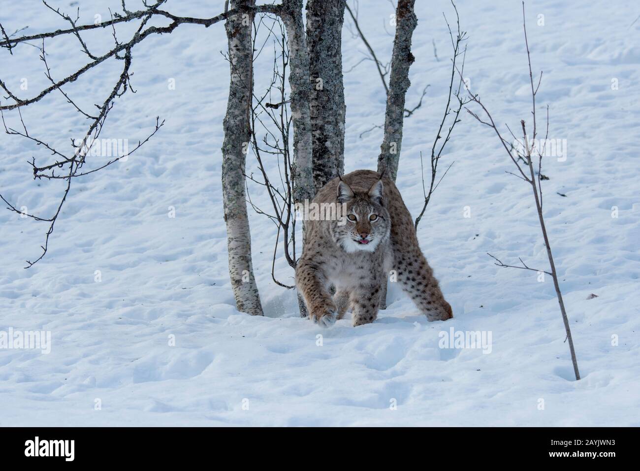 Un lynx eurasien (Lynx lynx) marche dans la neige dans un parc animalier du nord de la Norvège. Banque D'Images Un lynx eurasien (Lynx lynx) marche dans la neige dans un parc animalier du nord de la Norvège. Banque D'Images