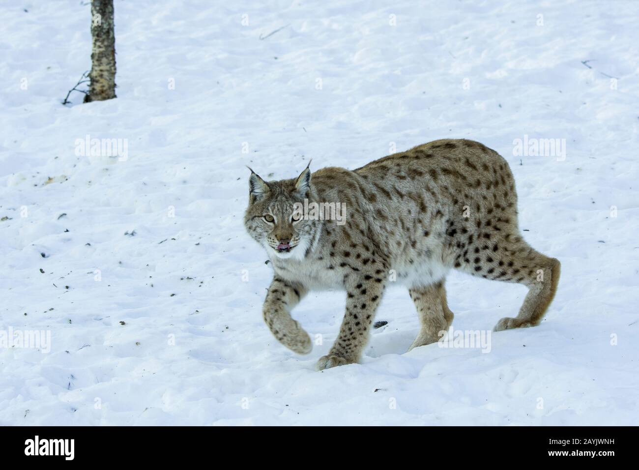 Un lynx eurasien (Lynx lynx) marche dans la neige dans un parc animalier du nord de la Norvège. Banque D'Images Un lynx eurasien (Lynx lynx) marche dans la neige dans un parc animalier du nord de la Norvège. Banque D'Images