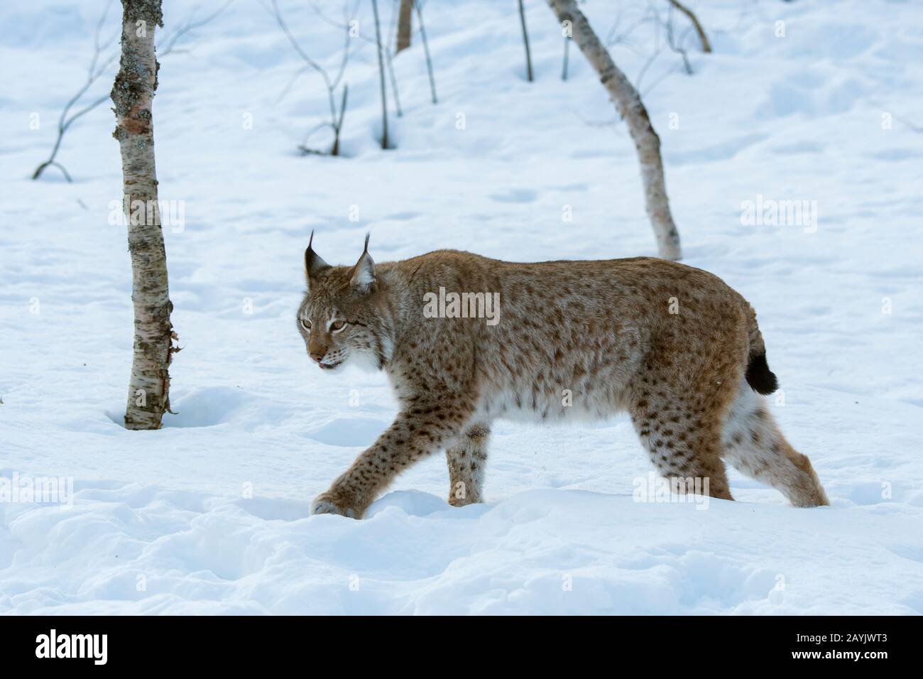 Un lynx eurasien (Lynx lynx) marche dans la neige dans un parc animalier du nord de la Norvège. Banque D'Images Un lynx eurasien (Lynx lynx) marche dans la neige dans un parc animalier du nord de la Norvège. Banque D'Images