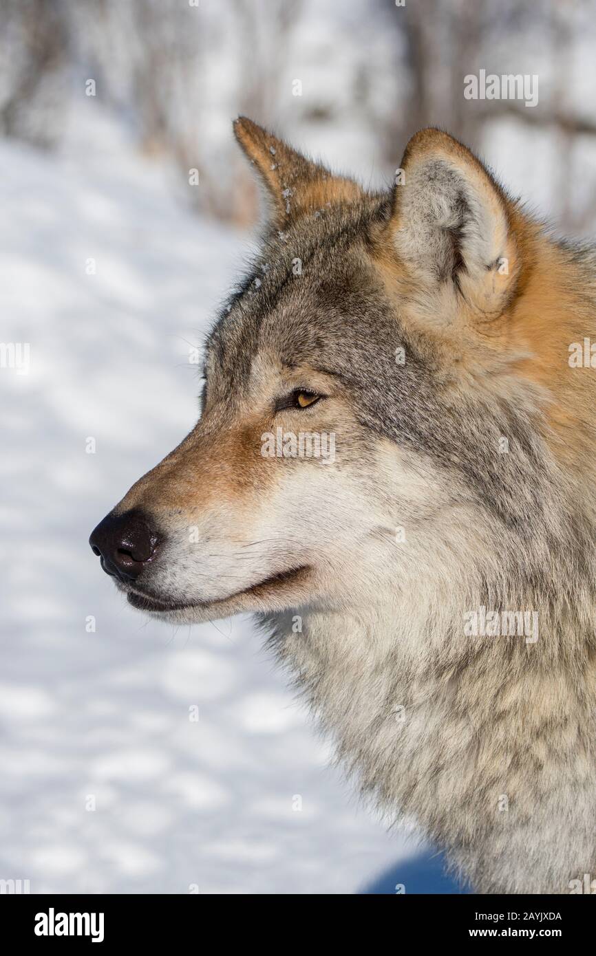 Portrait d'un loup gris (Canis lupus) dans un parc animalier du nord de la Norvège. Banque D'Images Portrait d'un loup gris (Canis lupus) dans un parc animalier du nord de la Norvège. Banque D'Images