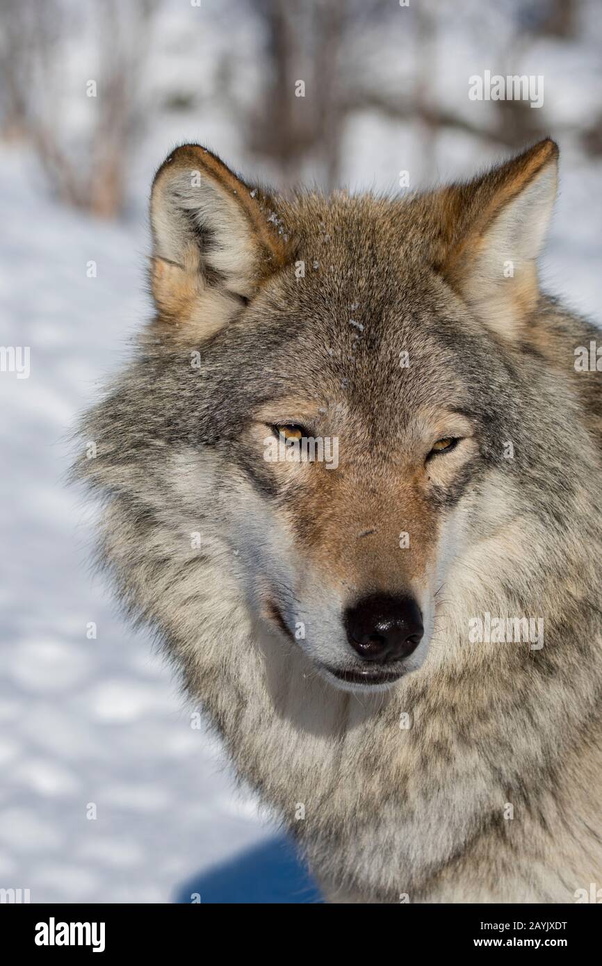 Portrait d'un loup gris (Canis lupus) dans un parc animalier du nord de la Norvège. Banque D'Images Portrait d'un loup gris (Canis lupus) dans un parc animalier du nord de la Norvège. Banque D'Images