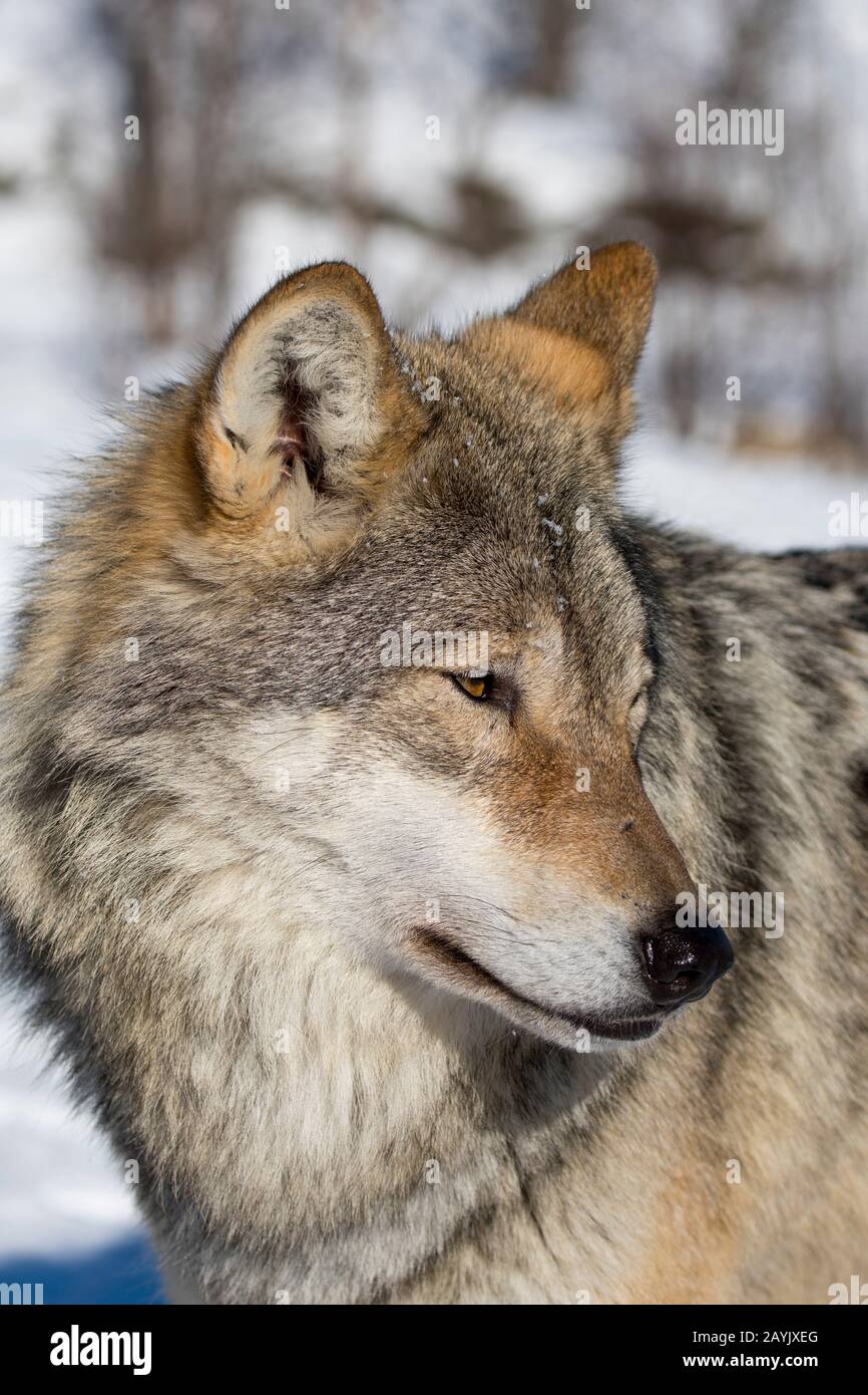 Portrait d'un loup gris (Canis lupus) dans un parc animalier du nord de la Norvège. Banque D'Images Portrait d'un loup gris (Canis lupus) dans un parc animalier du nord de la Norvège. Banque D'Images