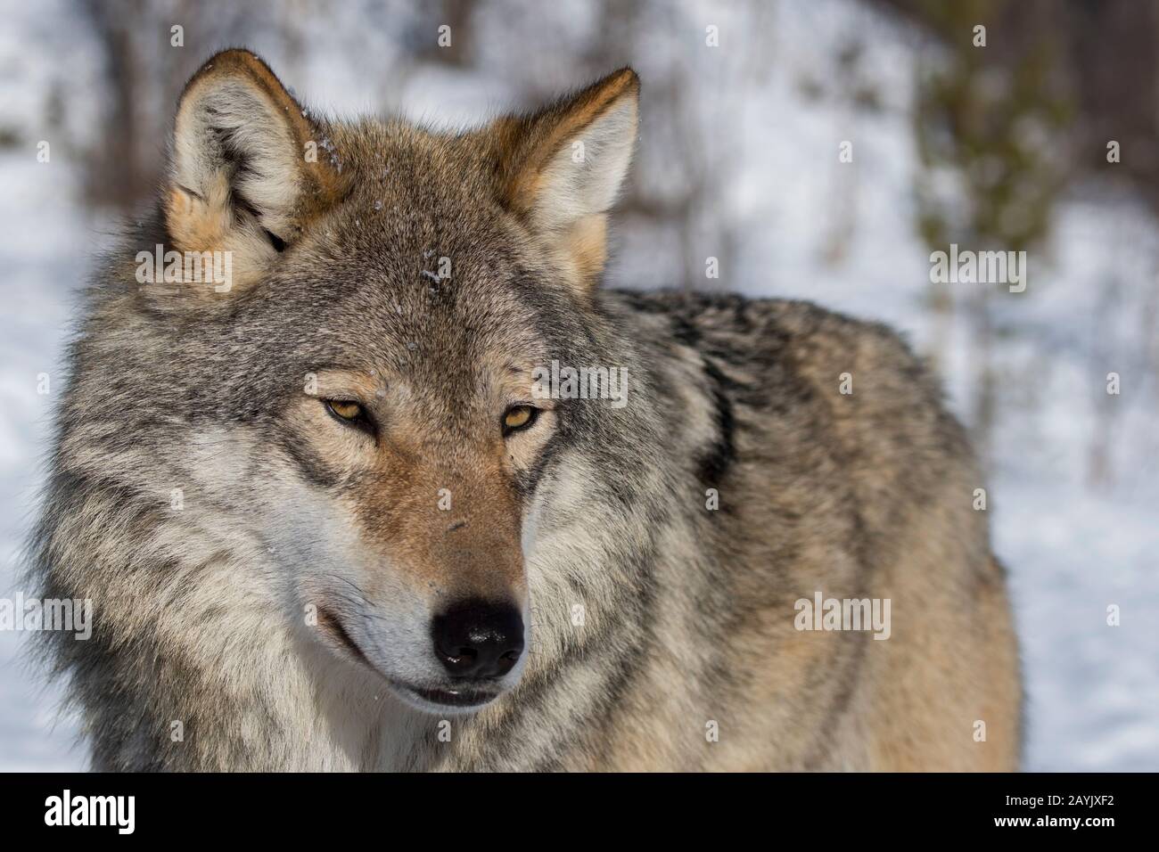 Portrait d'un loup gris (Canis lupus) dans un parc animalier du nord de la Norvège. Banque D'Images Portrait d'un loup gris (Canis lupus) dans un parc animalier du nord de la Norvège. Banque D'Images