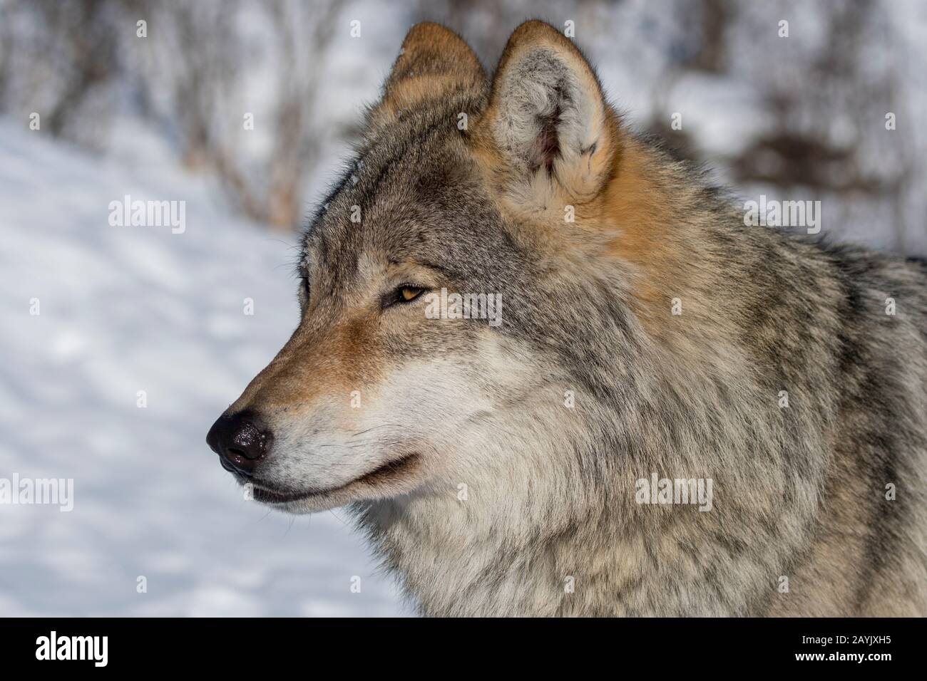 Portrait d'un loup gris (Canis lupus) dans un parc animalier du nord de la Norvège. Banque D'Images Portrait d'un loup gris (Canis lupus) dans un parc animalier du nord de la Norvège. Banque D'Images