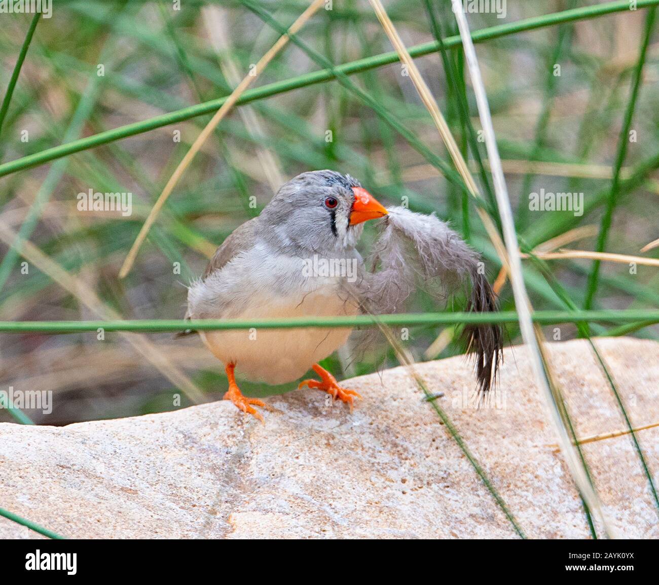 Zèbre Finch (Poephila guttata ou Taenopygia guttata) avec une plume dans son bec Banque D'Images