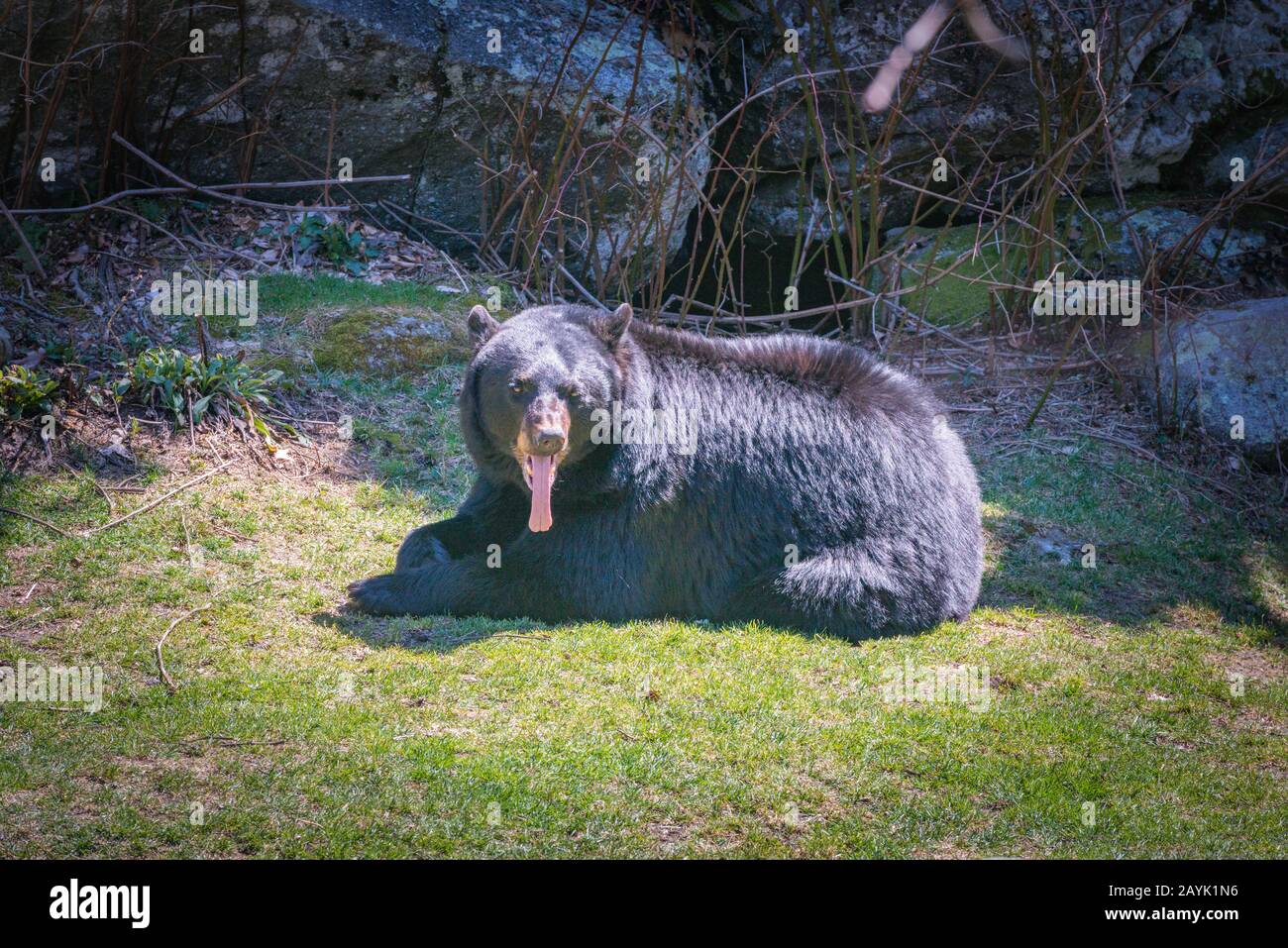 Un pantalon d'ours noir, exposant sa longue langue, dans l'enceinte abritée du Grand-Père Mountain State Park en Caroline du Nord. Banque D'Images