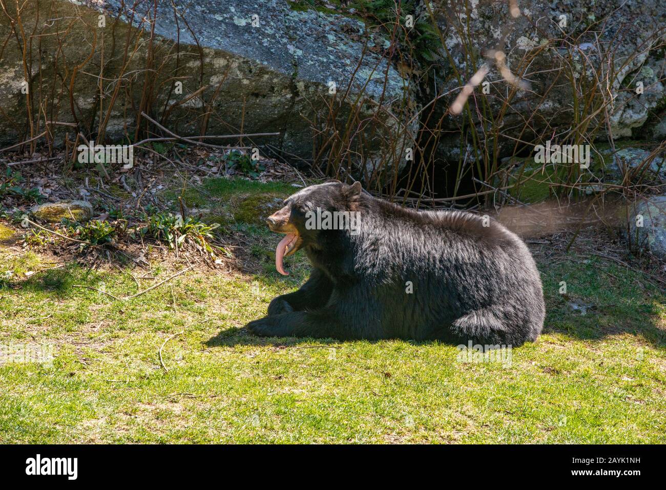 Un pantalon d'ours noir, exposant sa longue langue, dans l'enceinte abritée du Grand-Père Mountain State Park en Caroline du Nord. Banque D'Images