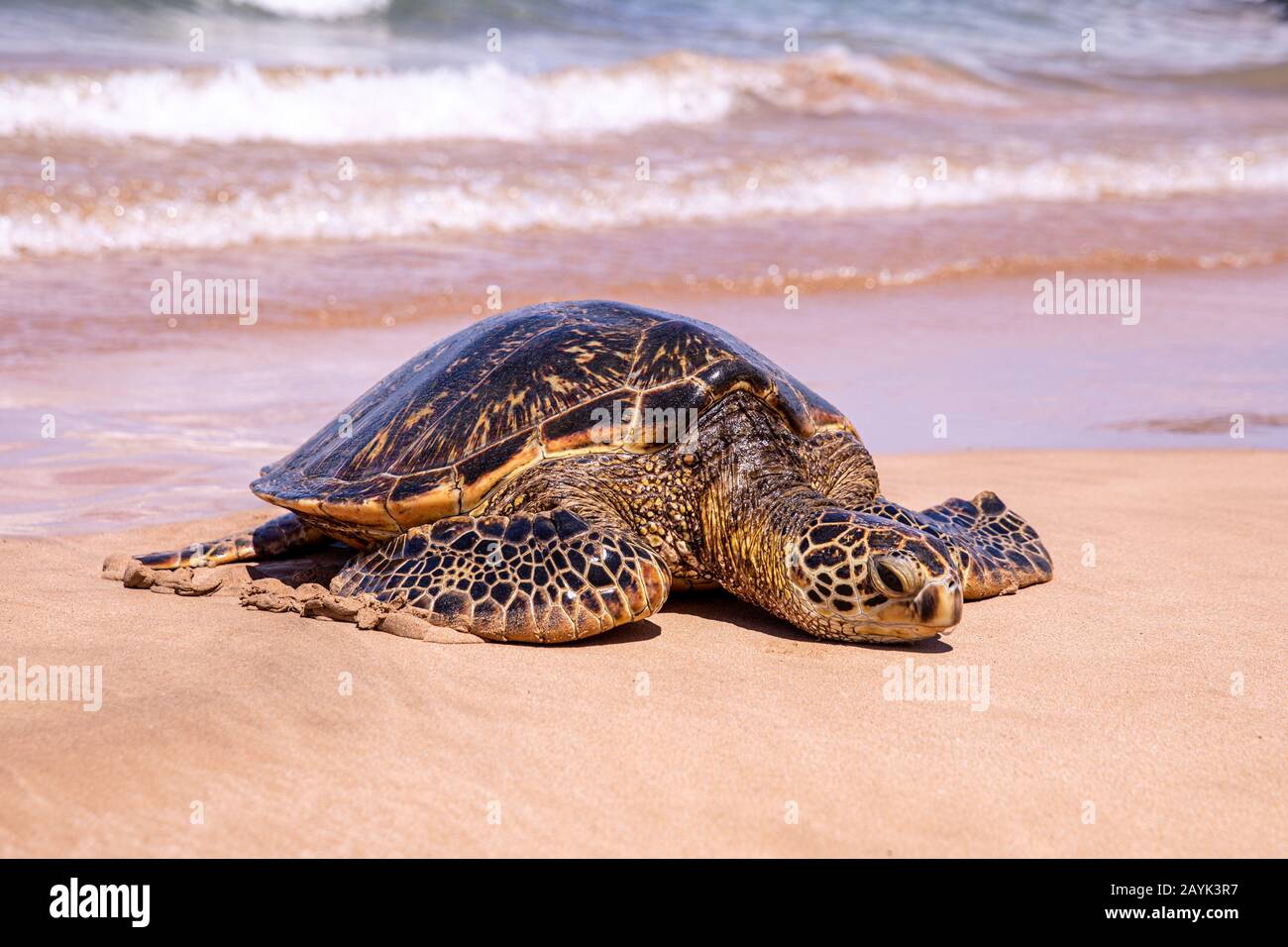 Photo rapprochée d'une tortue verte sur une plage de Kamaole Beach III, Maui Hawaii. Une jeune tortue verte a rampé sur une plage pleine de personnes une journée ensoleillée Banque D'Images