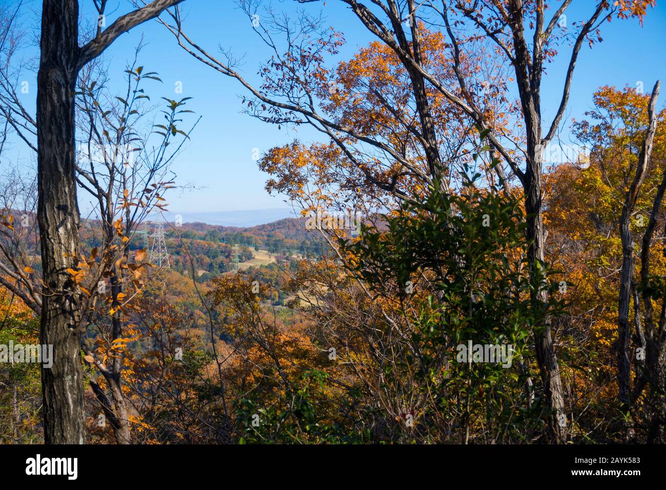 Paysage d'automne, feuillage d'automne dans la forêt tempérée à feuilles caduques d'Osaka, Japon Banque D'Images