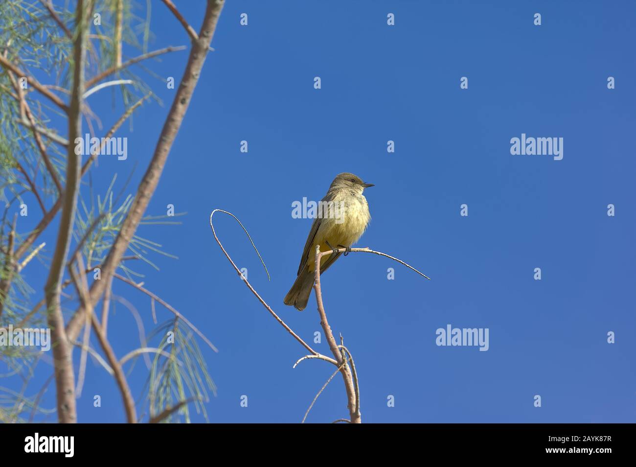 Une espèce de Fly Catcher migrateur perchée sur un arbre en Arizona. Celui-ci est une femme. Banque D'Images