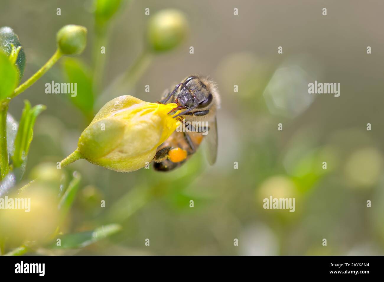 Une abeille originaire de l'Arizona qui tente de sucer le nectar de la fleur d'un Creosote Bush qui n'a pas encore ouvert. Banque D'Images