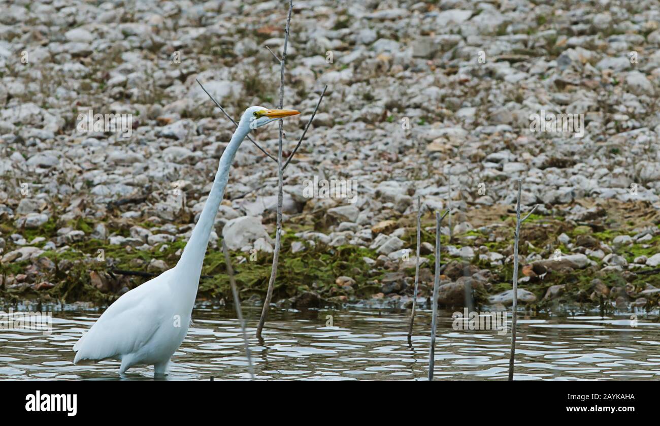 Une grue blanche qui traverse le rivage du lac Travis Banque D'Images