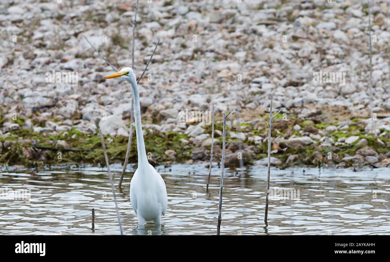 Une grue blanche qui traverse le rivage du lac Travis Banque D'Images