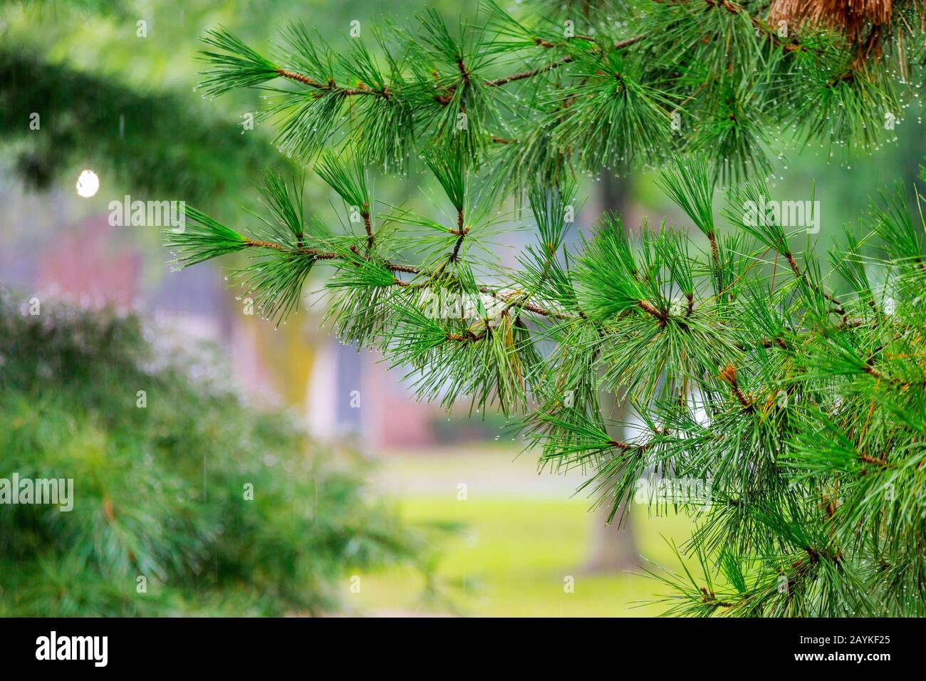 Une pluie lourde sur les arbres verts averse de pluie gouttes de pluie temps d'automne Banque D'Images