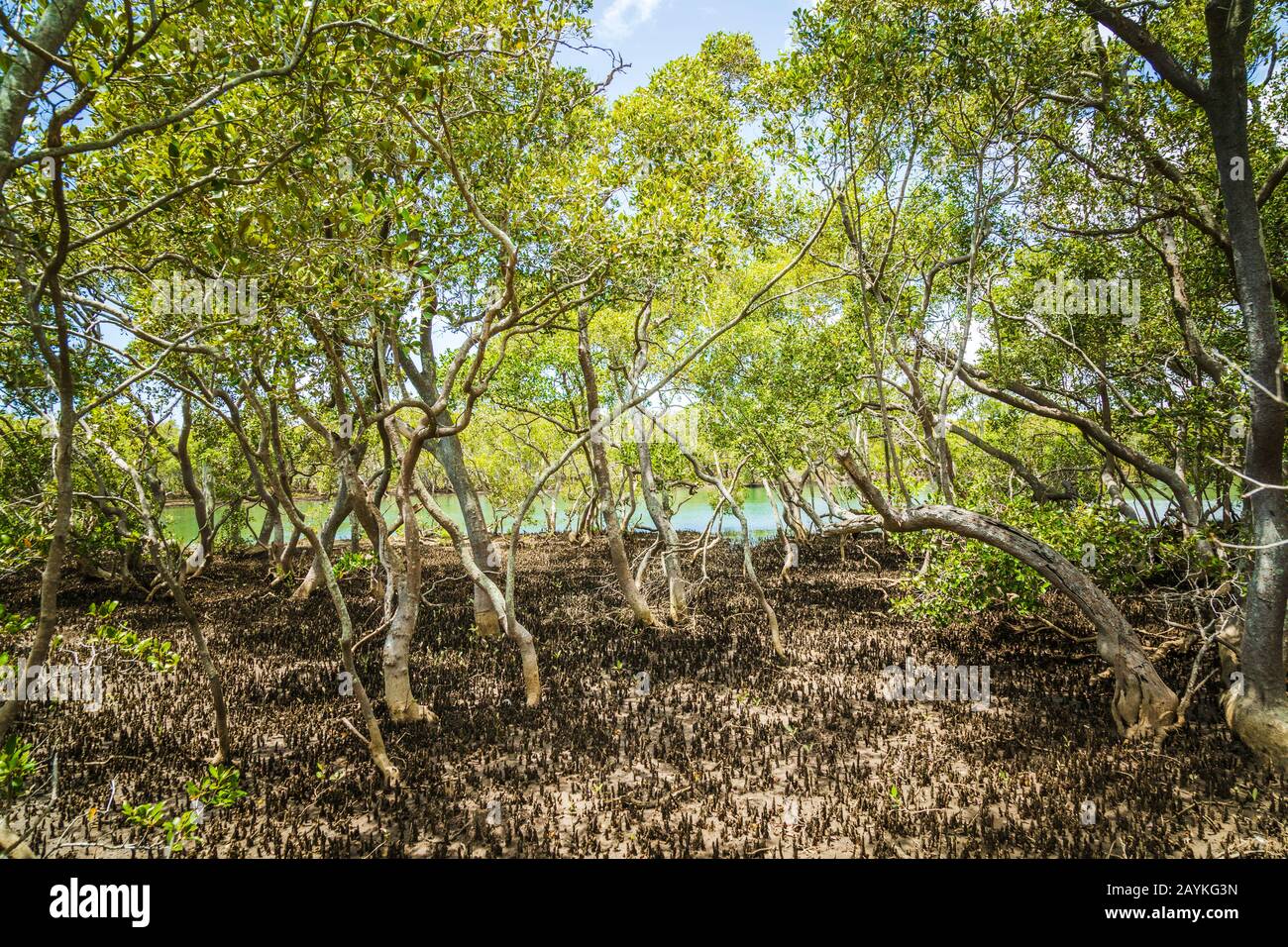 Mangroves et racines avec des eaux de marée en arrière-plan à Boondall Wetlands Brisbane Queensland Australie Banque D'Images