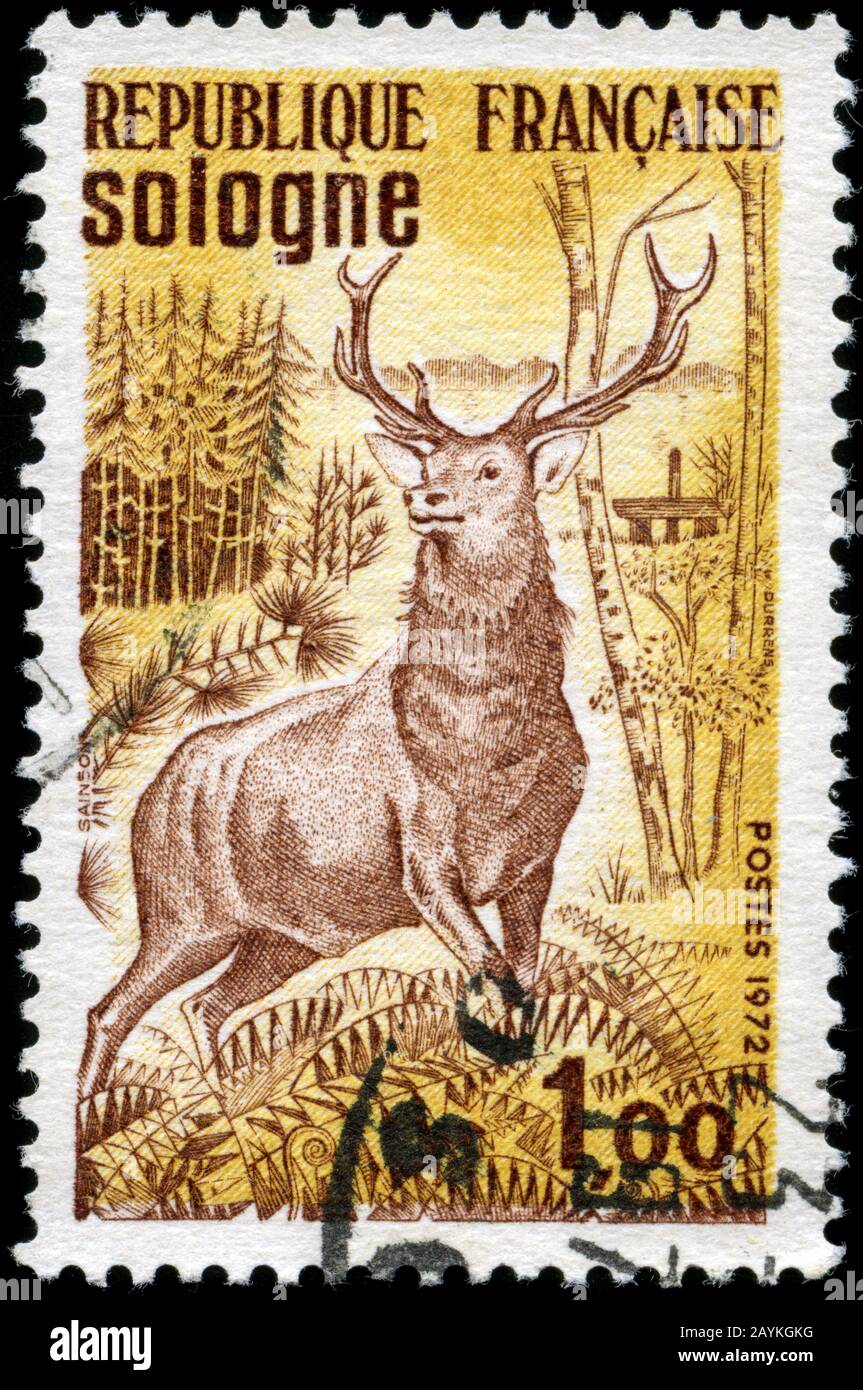 Red Deer (Cervus elaphus) Banque D'Images