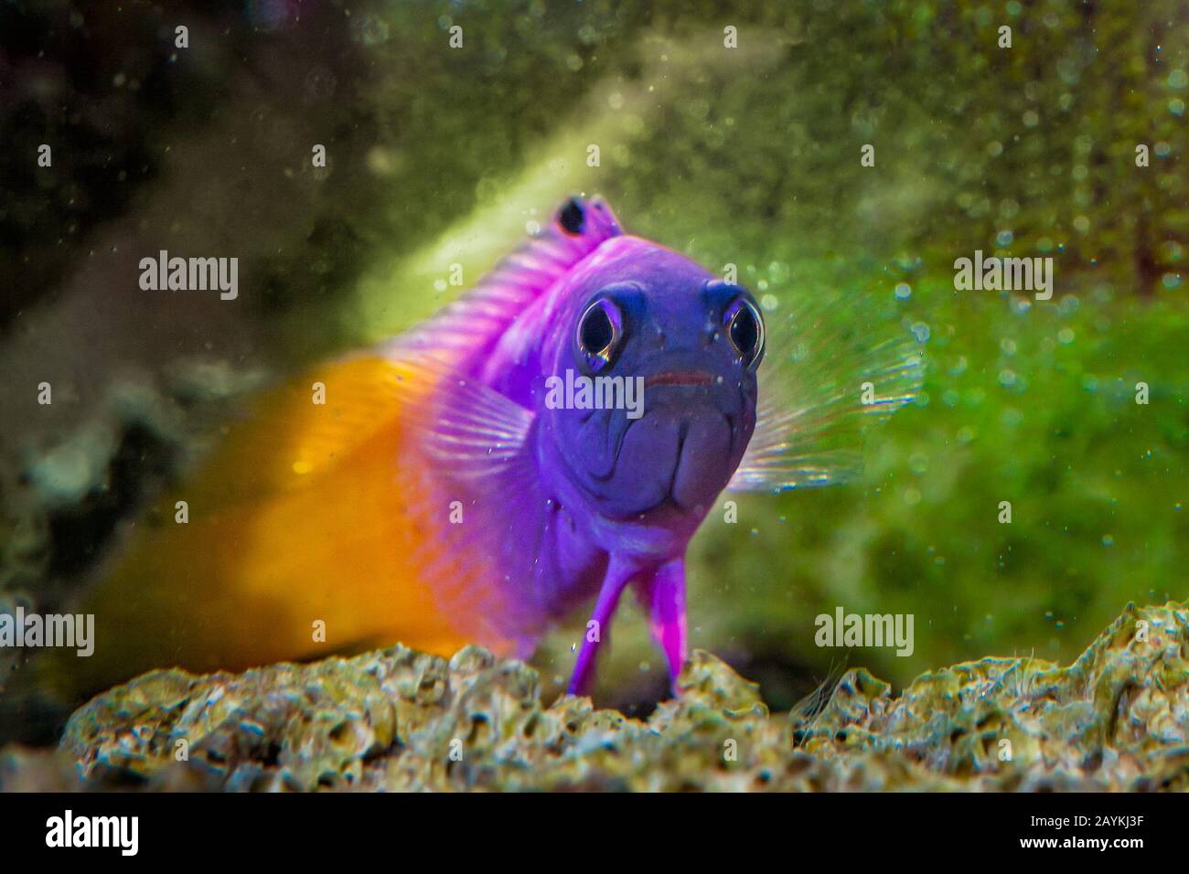 Poissons tropicaux Gramma Basslet Royal Banque D'Images