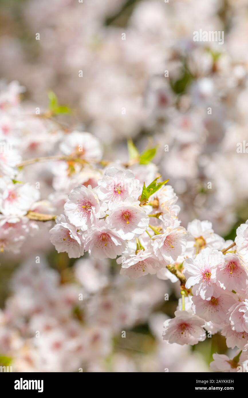 Sakura en fleurs fleurs blanches fleurs de cerisier close-up Banque D'Images Sakura en fleurs fleurs blanches fleurs de cerisier close-up Banque D'Images