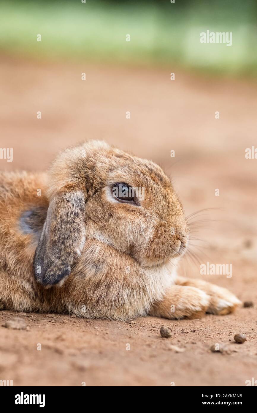 Portrait plein air de lapin mignon Banque D'Images