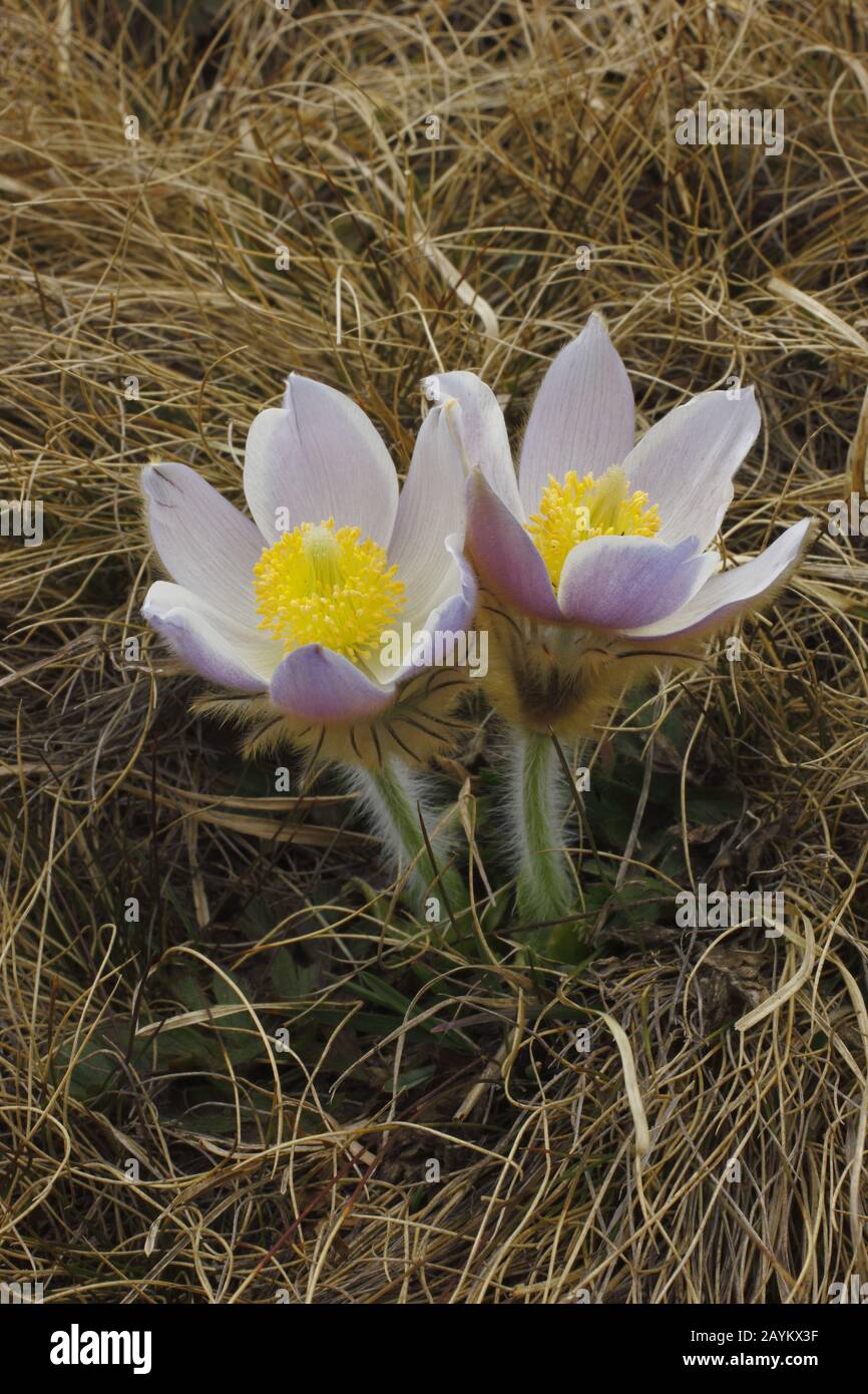 Frühlings- Küchenschelle, Pulsatilla Vernalis Banque D'Images