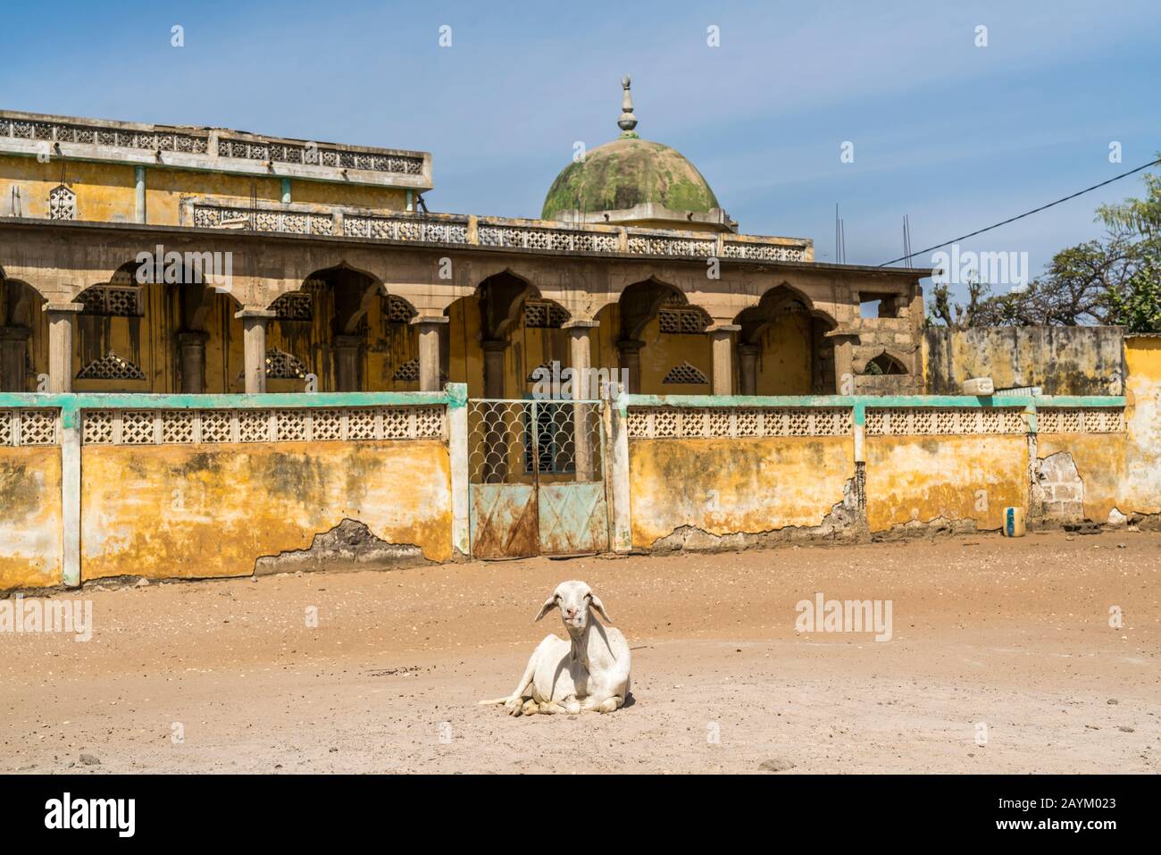 Ziege vor der Moschee à Missirah, Sine Saloum Delta, Sénégal, Westafrika | chèvre reposant à la mosquée de Missirah, Sine Saloum Delta, Sénégal, Wes Banque D'Images
