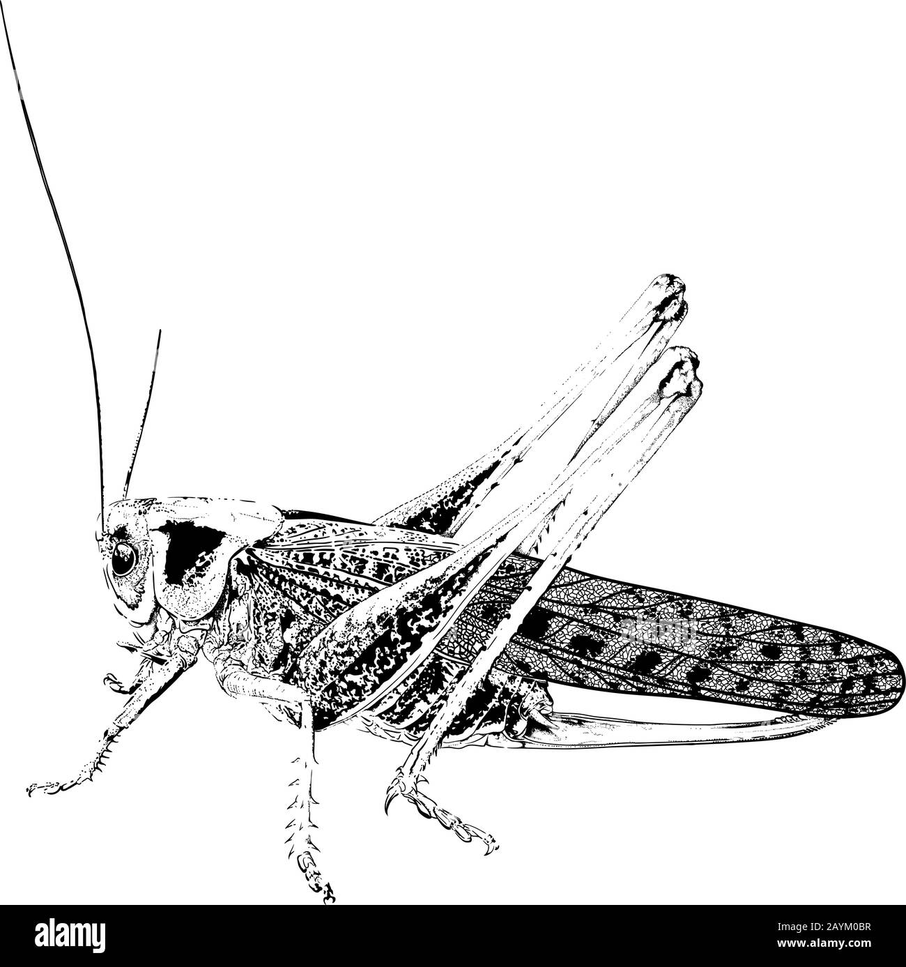 criquet nuisible aux insectes Illustration de Vecteur