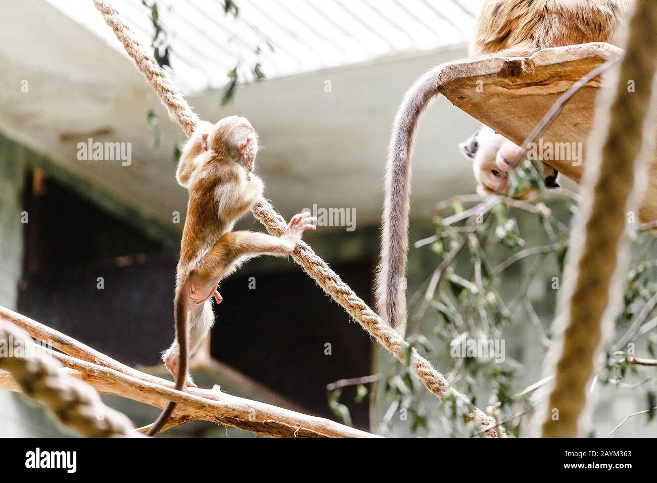 Le Bebe Macaque Singe Drole Joue Et Saute Sur Les Cordes Dans Le Zoo Photo Stock Alamy