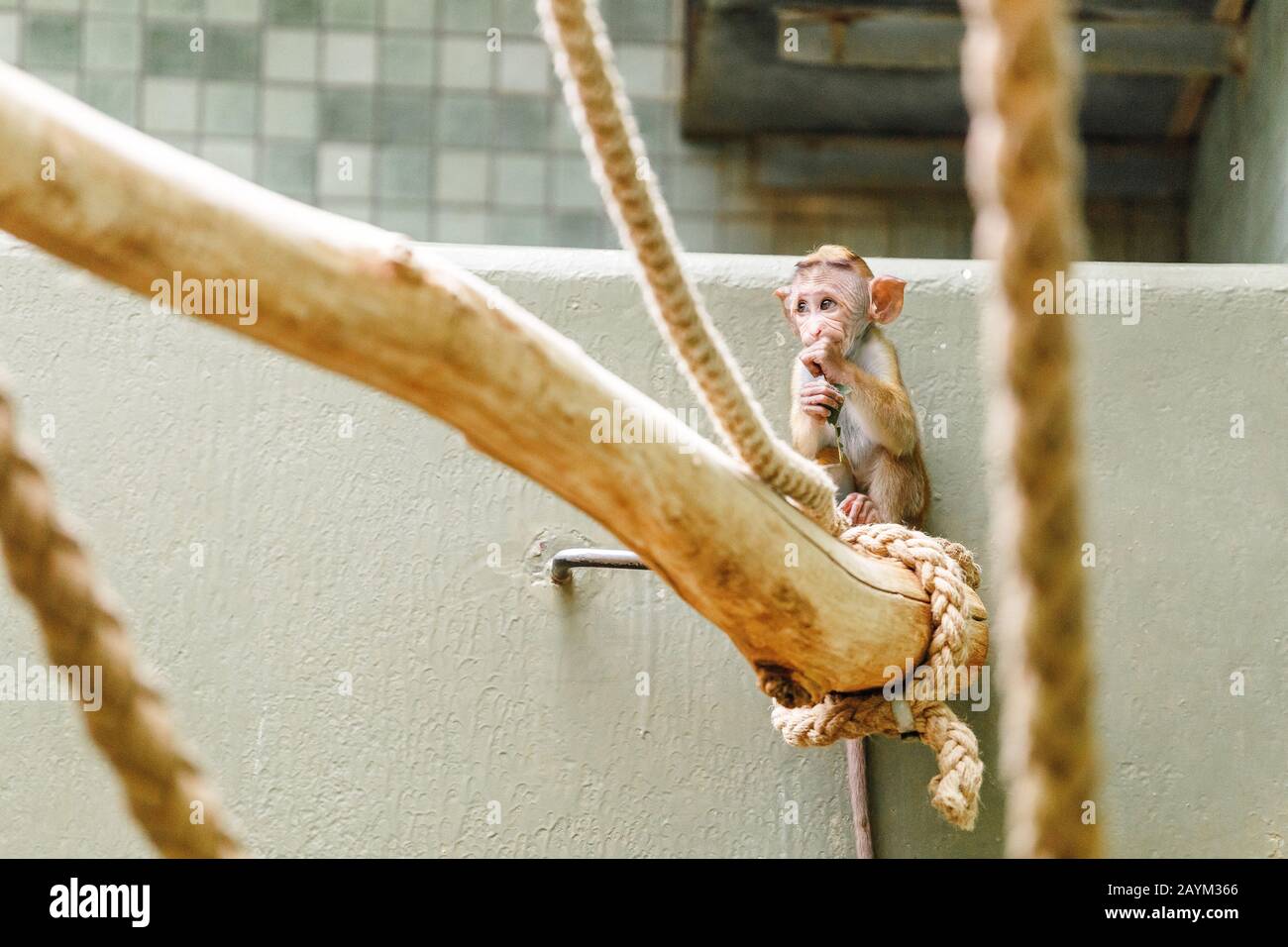 Le Bebe Macaque Singe Drole Joue Et Saute Sur Les Cordes Dans Le Zoo Photo Stock Alamy