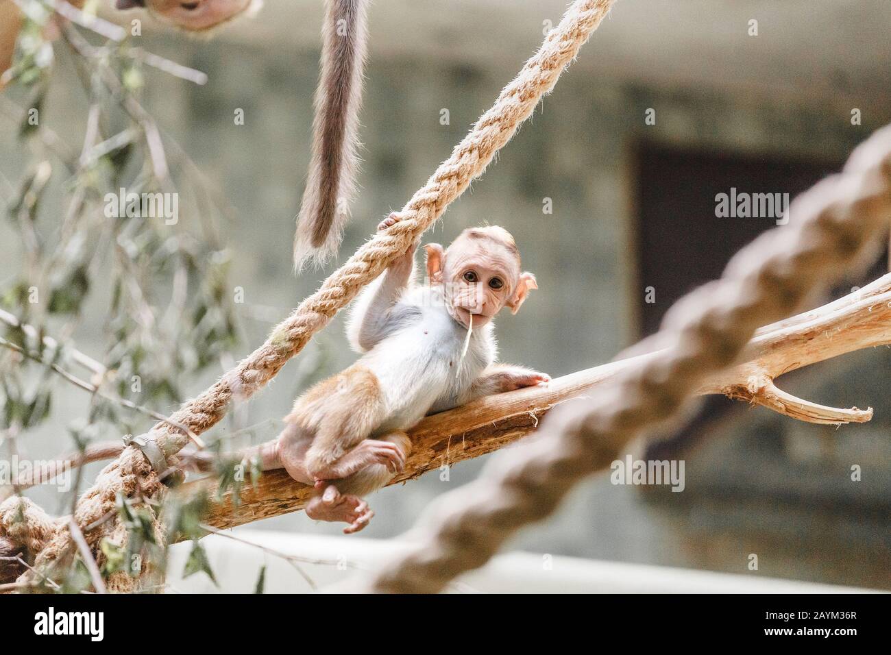 Le Bebe Macaque Singe Drole Joue Et Saute Sur Les Cordes Dans Le Zoo Photo Stock Alamy