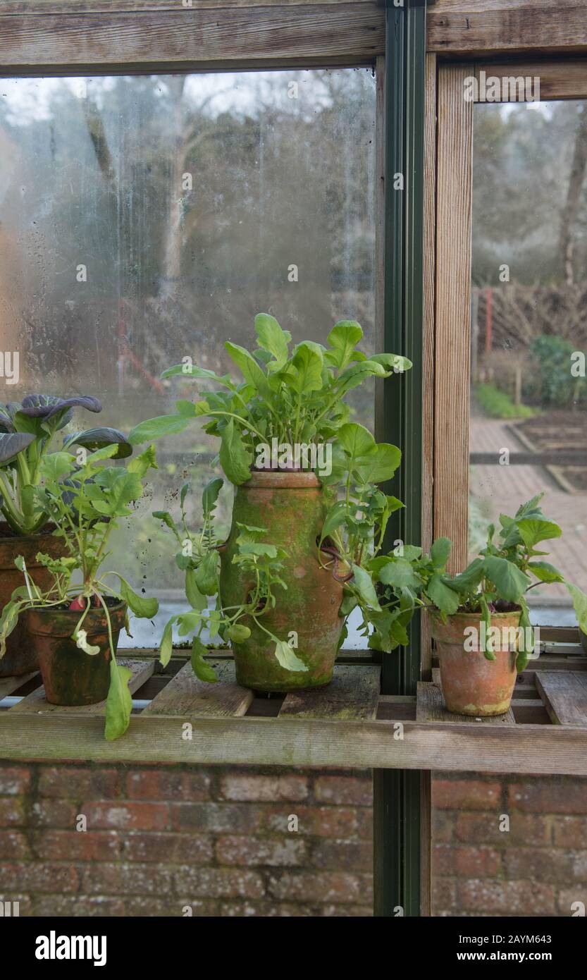 Vieux flowerpot en Terre Cuite vintage avec des plantes de Radish biologique cultivées à la maison Poussant sur un plateau en bois À L'Intérieur d'une serre dans le Devon rural, Angleterre, Royaume-Uni Banque D'Images