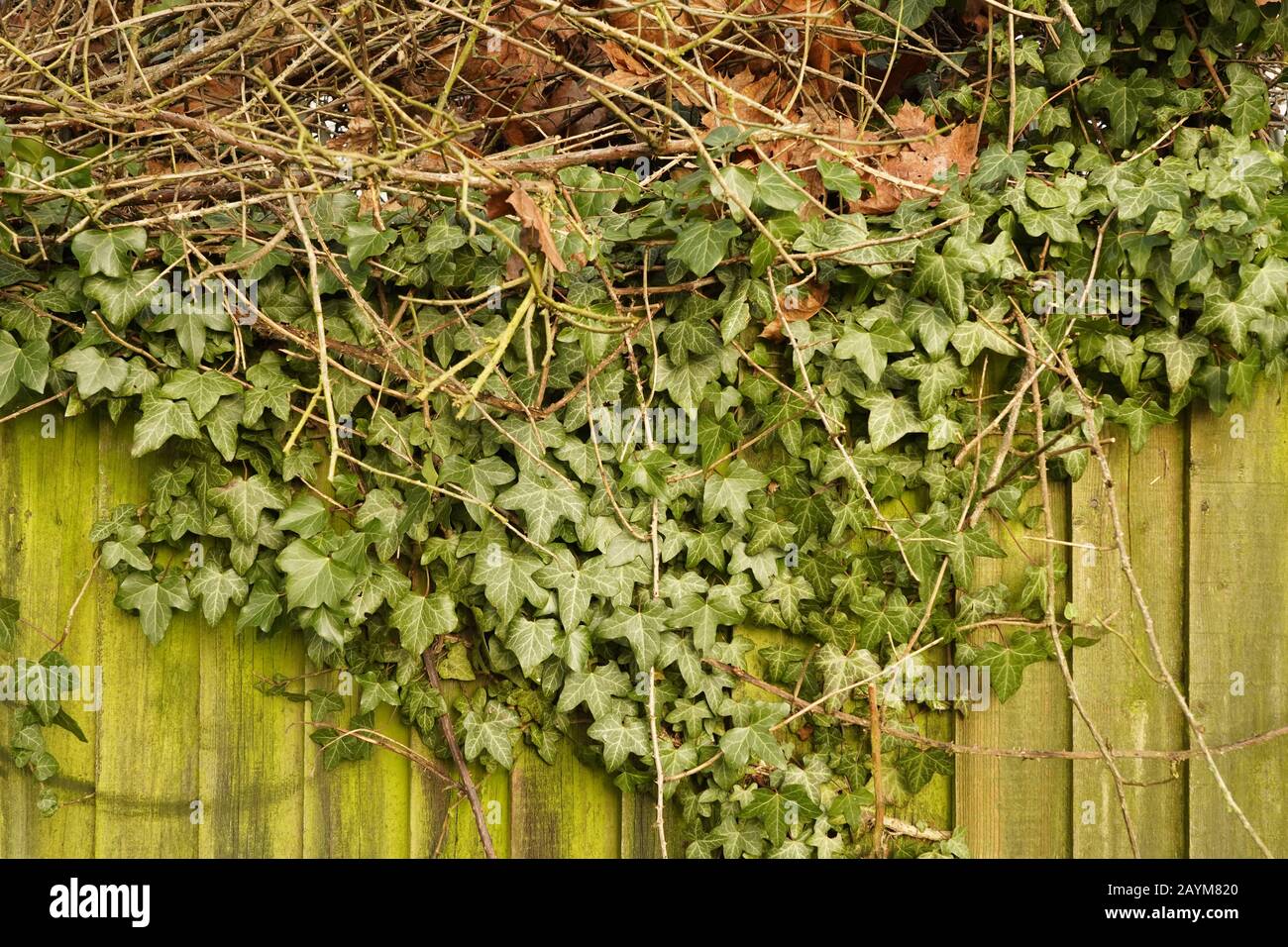 Propagation du système ive sur la clôture, parc britannique en hiver humide Banque D'Images