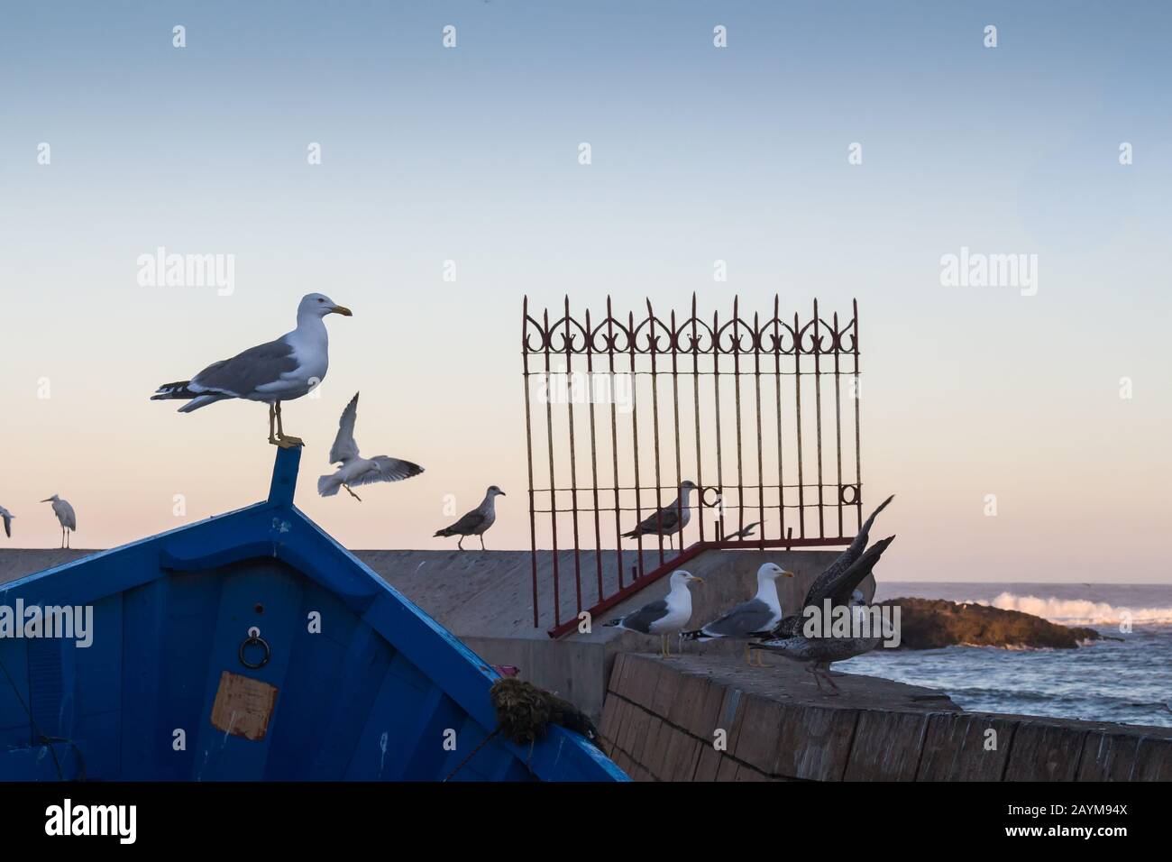 Seagull debout sur le sommet du bateau de pêche traditionnel en bois bleu. Clôture sur la côte de l'océan Atlantique en arrière-plan, avec ne Banque D'Images