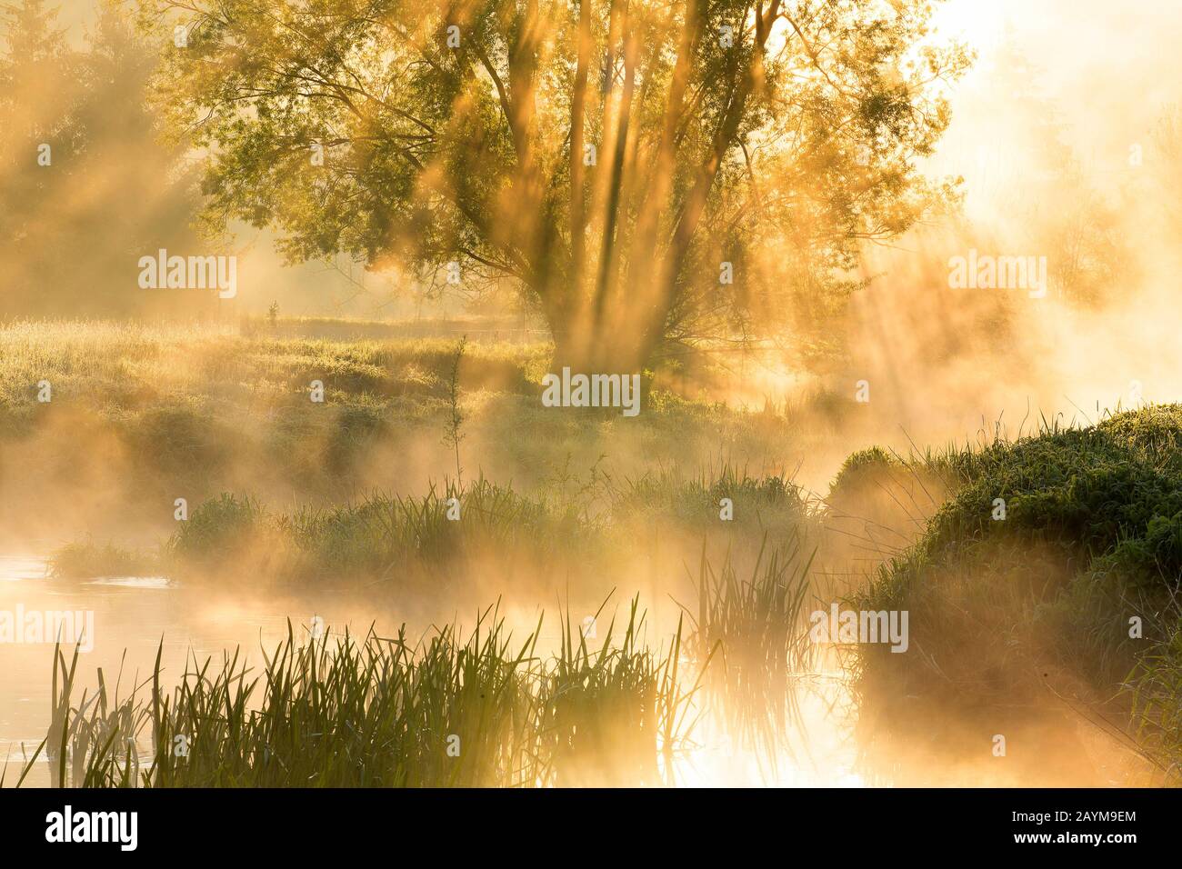 Rivière eau Blanche au lever du soleil, Belgique, Wallonie, Viroinvallei, Dourbes Banque D'Images
