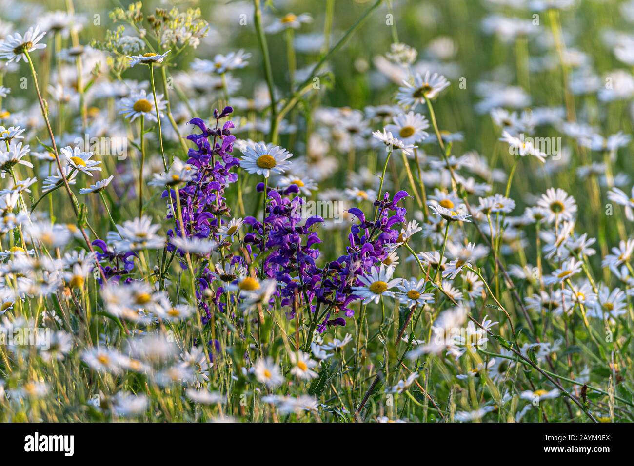 Prairie cloary, pré sage (Salvia pratensis), floraison dans un pré avec des daisies, Allemagne, Bavière Banque D'Images