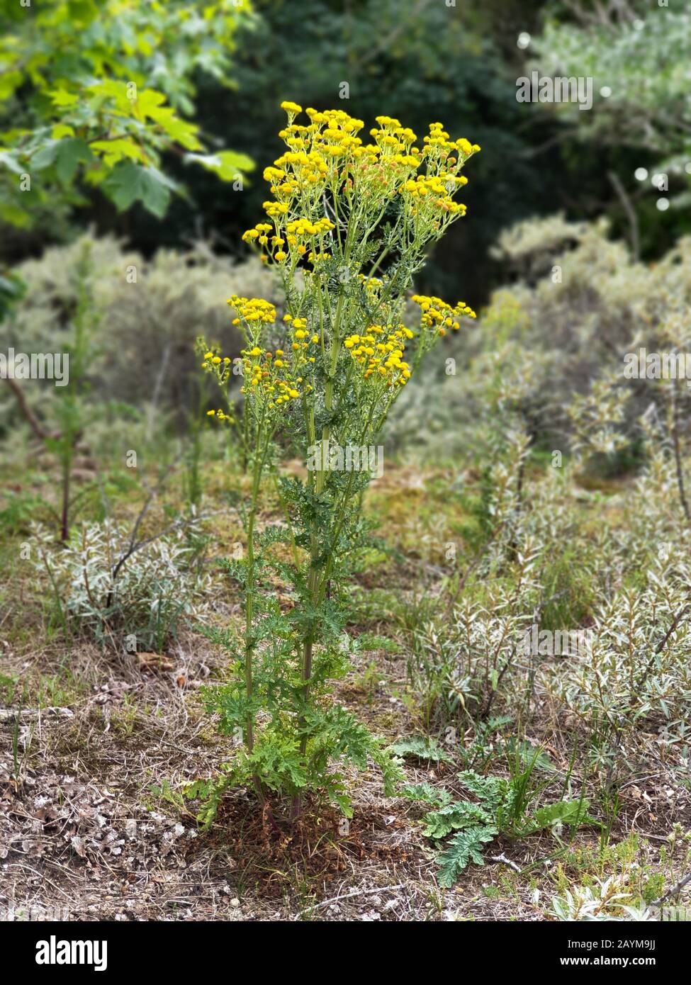 Ragoût commun, Stiking willie, Tansy ragwort, Tansy ragwort (Senecio jacobaea), floraison dans les dunes, Pays-Bas, Noordwijk aan Zee Banque D'Images