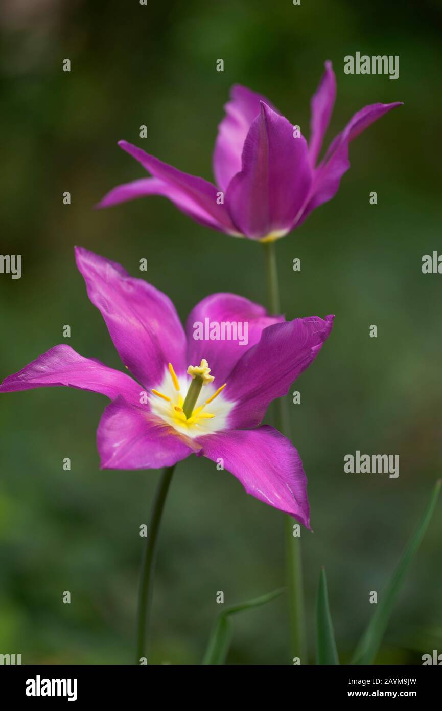 Tulipe de jardin commune (Tulipa 'Maytime', Tulips Maytime), cultivar Maytime Banque D'Images