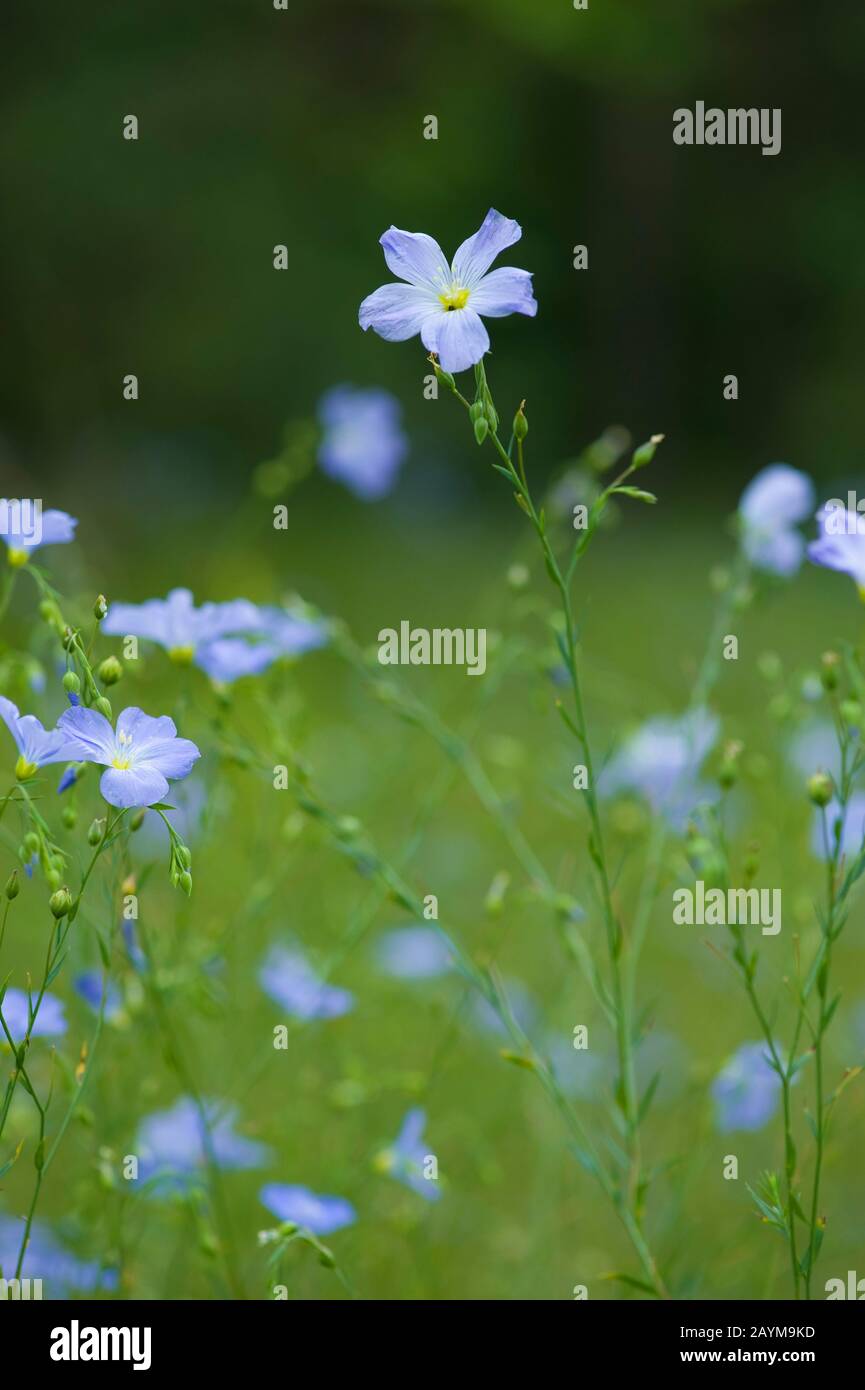 Lin vivace, lin bleu (Linum perenne), floraison, Allemagne Banque D'Images