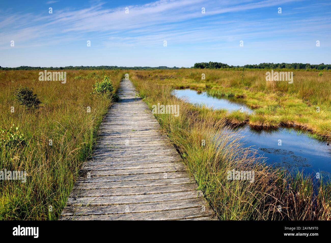 Étang de Haaksbernerveen avec sentier planté, Pays-Bas, Overijssel, Haaksbergen Banque D'Images