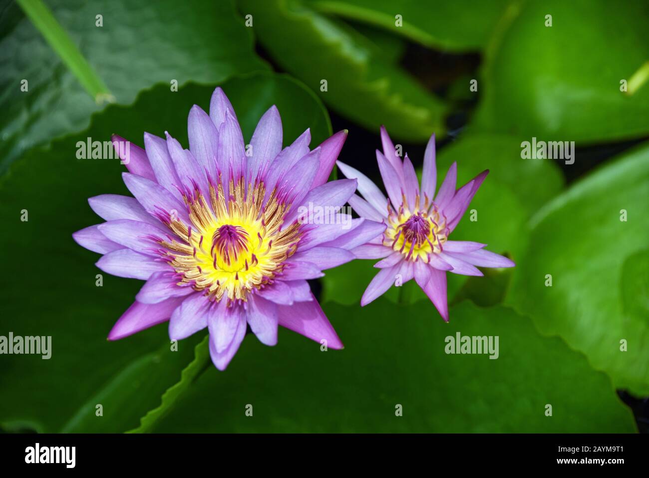 lotus égyptien, lotus bleu du nil, nénuphars bleu (Nymphée caerulea), nénuphars dans un hôtel luxueux, Thaïlande Banque D'Images