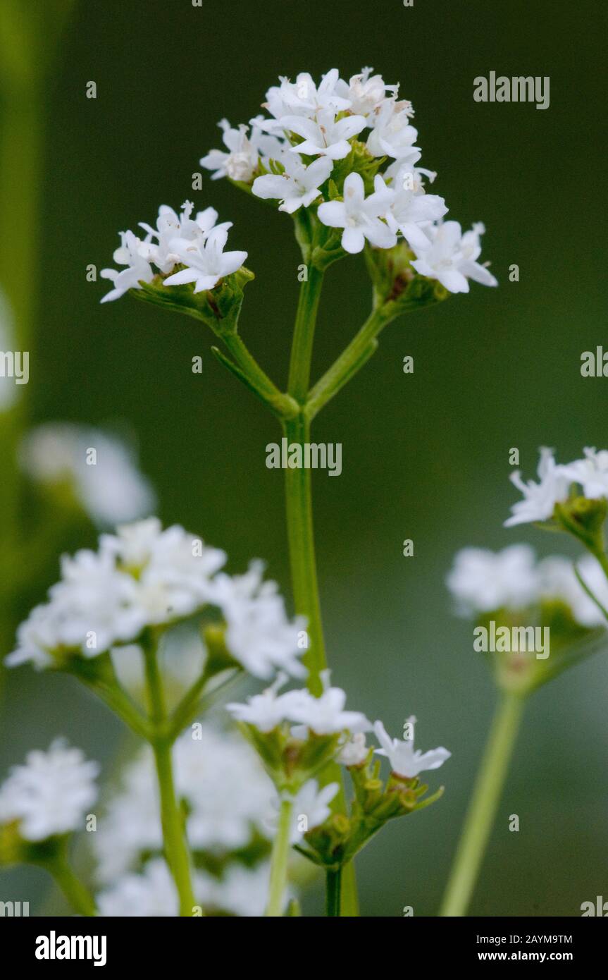 Rock Valerian (Valeriana saxatilis), floraison Banque D'Images