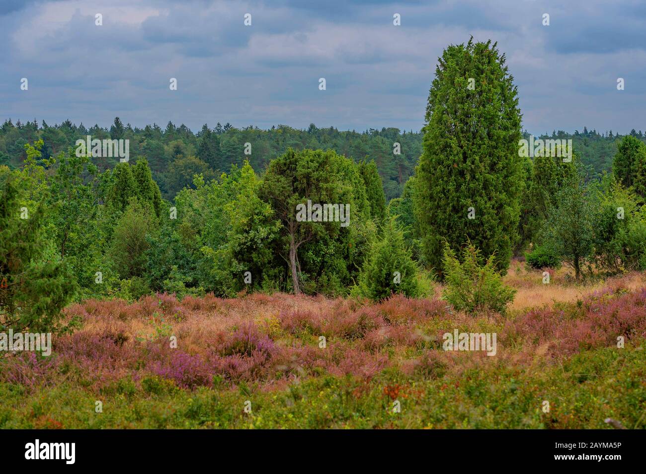 Genévrier commun, genévrier (Juniperus communis), heath à Lueneburger Heide, Lueneburg Heath, Allemagne, Basse-Saxe, Wilsede Banque D'Images