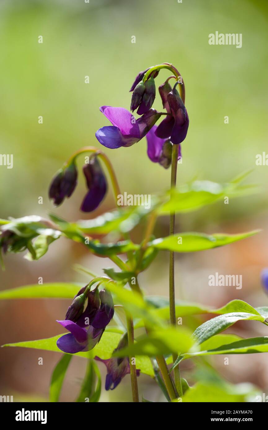 Vetchling de printemps, pois de printemps, vetchling de printemps, pois de printemps, vestage de printemps (Lathyrus vernus, Orobus vernus), inflorescence, Allemagne Banque D'Images