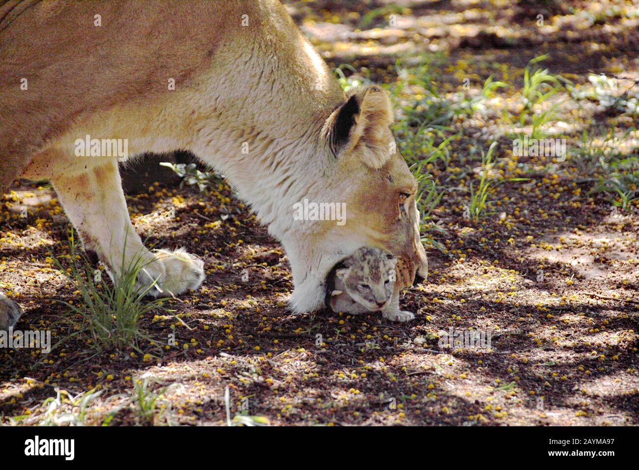 Lion (Panthera leo), mère avec pup, Afrique du Sud Banque D'Images