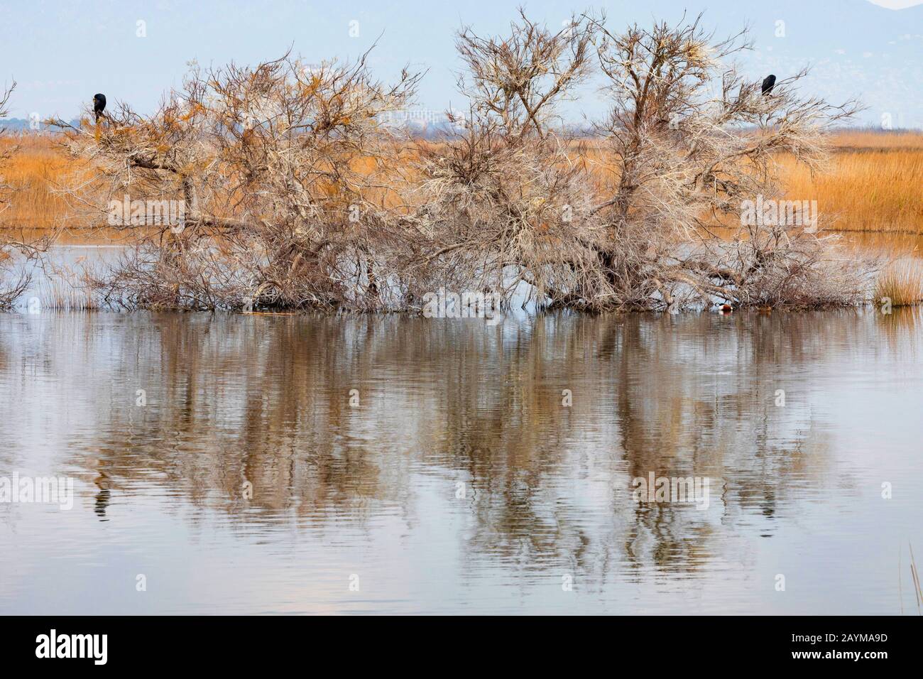 Baie de Roses, Aiguamolls de l'Empordá, Espagne, Katalonia Banque D'Images