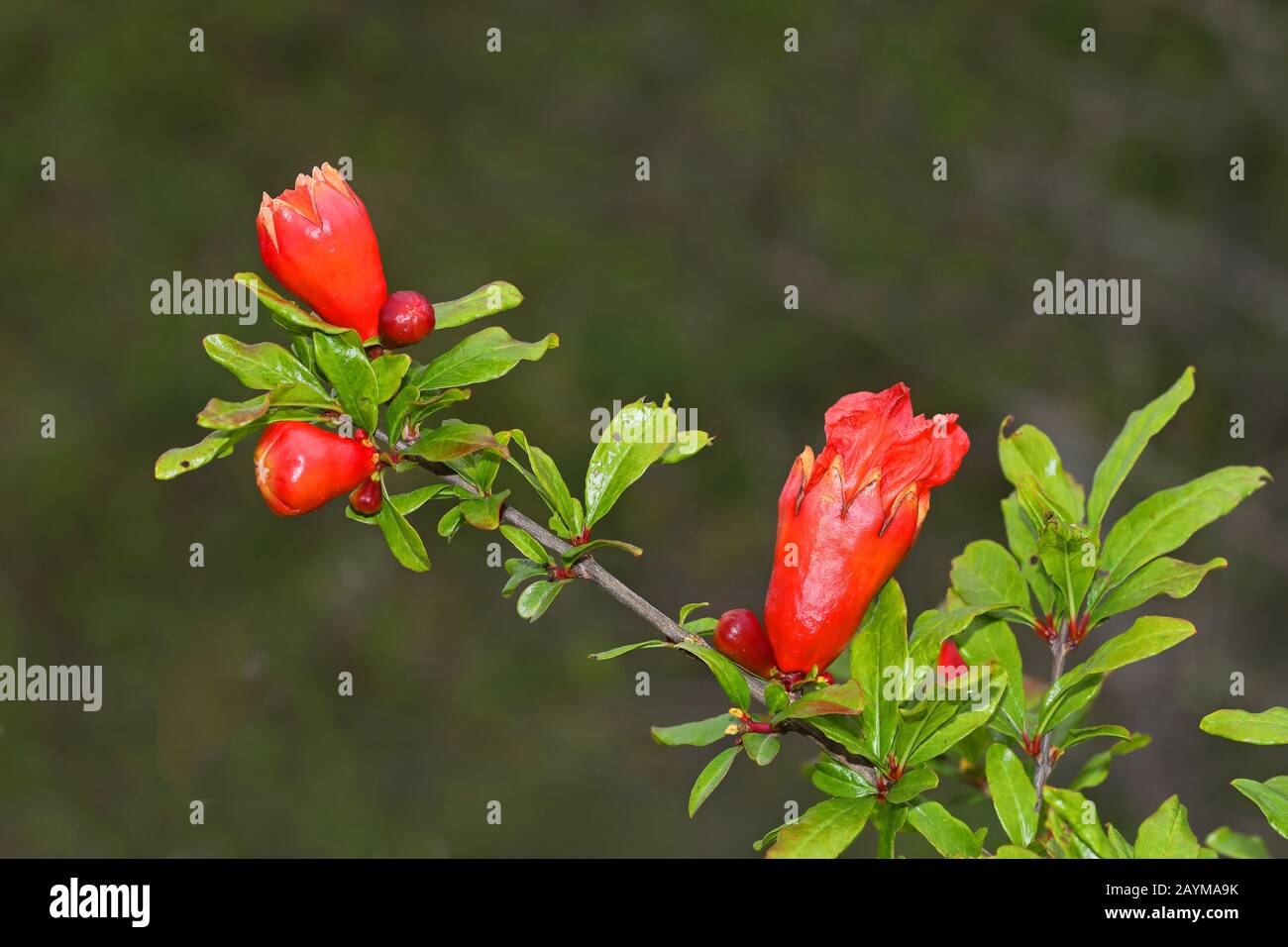 Grenade, anar (Punica granatum), branche avec bourgeons, Monténégro, parc national du lac Skader Banque D'Images